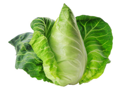 Fresh green cabbage isolated on white background.の写真素材