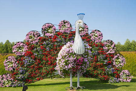 DUBAI, UAE - JANUARY 20: Miracle Garden in Dubai, on January 20, 2014, Dubai, UAE. Beautiful Miracle Garden with 45 million flowers.のeditorial素材