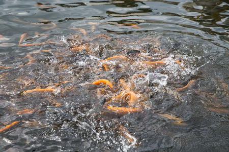 Trout farm, fish swimming in a lake