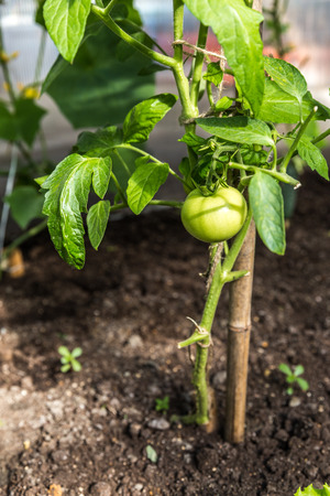 Green tomatoes growing in greenhouse in gardenの写真素材