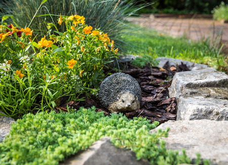 Garden hedgehog lying among beautiful flowers, artificial toyの写真素材