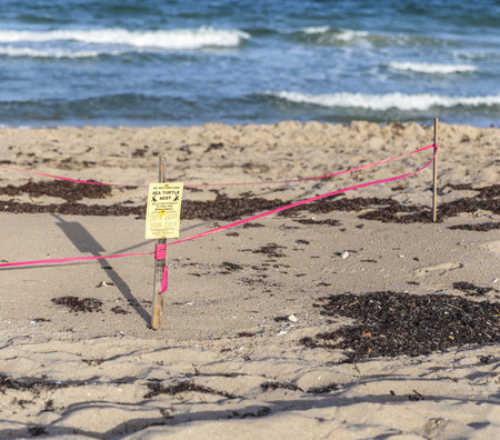 Sea turtle nest at the beach of Fort Lauderdale by the Sea, Florida, USAのeditorial素材