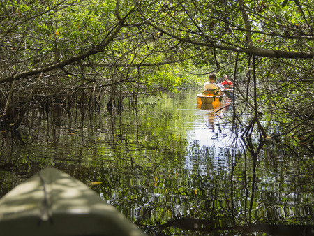 Kayaking in mangrove tunnels in Evergladesの写真素材