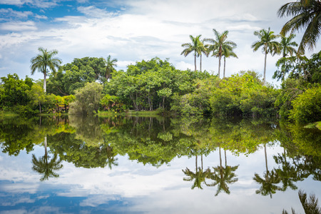 Fairchild tropical botanical garden, Miami, FL, USA. Beautiful palm trees with reflection in lakeの写真素材
