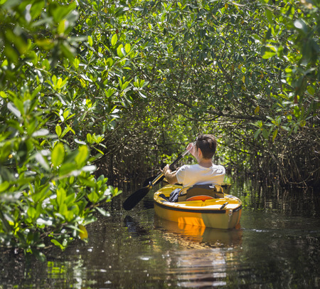 Kayaking in mangrove tunnels in Evergladesの写真素材