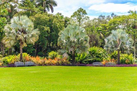 Beautiful garden with nice lawn and palmsの写真素材
