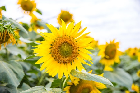 Close up of sunflower, Sunflower and sky