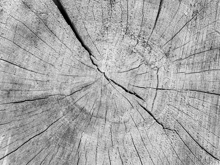 Old cracked wood texture background black and whiteの写真素材