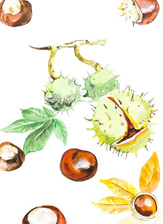 Watercolor single chestnut isolated on white background illustrationの写真素材