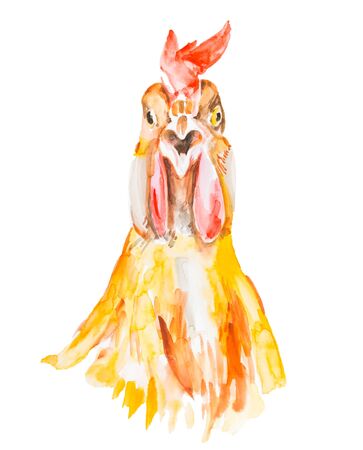 Rooster watercolor illustration isolated on a white backgroundの写真素材