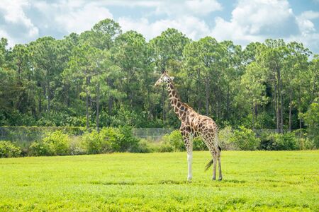 giraffes in the drive through zoo safari parkの写真素材