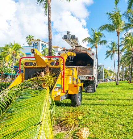 Miami, USA - September 09.09.2019: Cutting palm trees on Miami South Beach