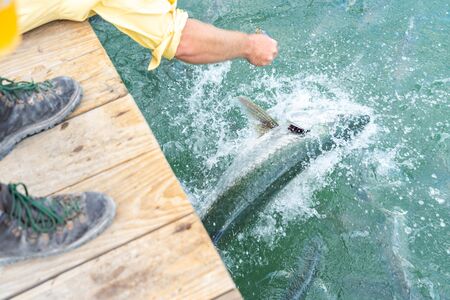 Feeding big fish with small fish by hand from pier