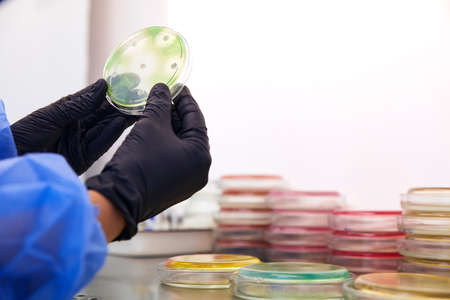 Gloved Hand of a Technician or scientist working with petri dish in microbiology laboratory....