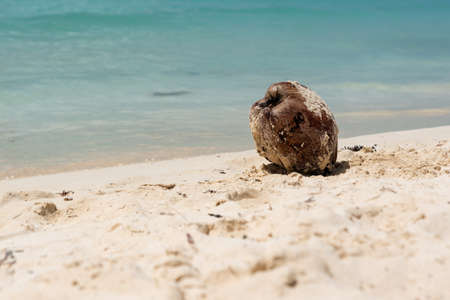 Coconut on sandy tropical beach on Caribbean coast near seaの写真素材