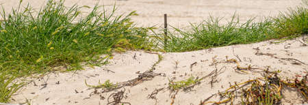 Sand dunes on the Caribbean beach with some grass and seaweedsの写真素材