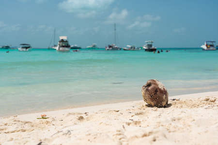 Coconut on sandy tropical beach on Caribbean coast near seaの写真素材