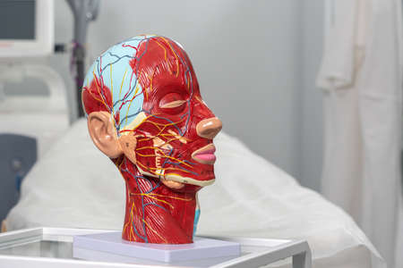 Anatomical artificial model of head in cometology clinic. Maquette of face for doctor useの写真素材