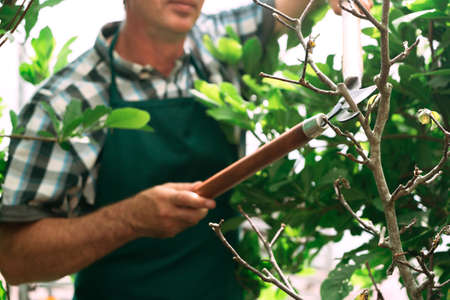 Man pruning tree with clippers. Male farmer cuts branches in spring garden with pruning shears or...