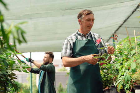 Man gardener taking care of roses in garden center