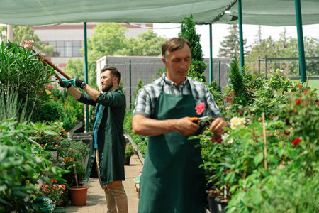 Man gardener pruning rose plants in the garden center