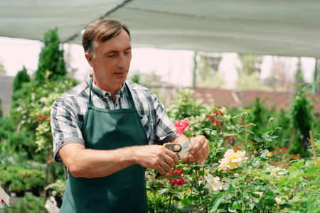 Man gardener pruning rose plants in the garden centerの写真素材
