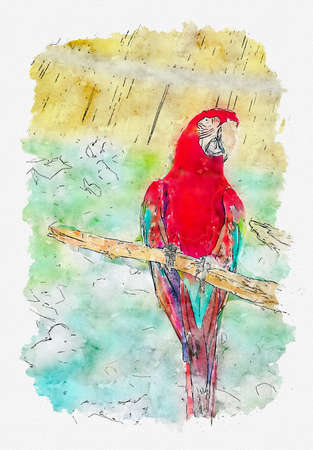 Watercolor painting illustration of portrait of colorful parrot on white backgroundの写真素材