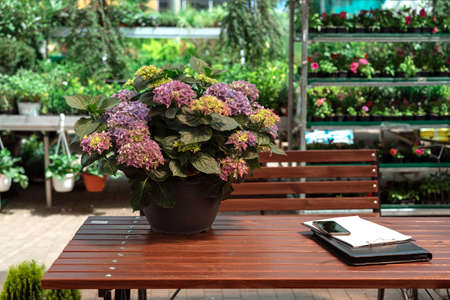 Plant in pot on a table at the garden center