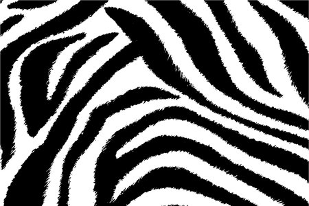 Zebra skin, stripes background. Animal print, black and white detailed and realistic texture. Vector illustrationのイラスト素材