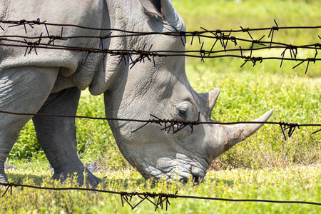 White rhino, rhinoceros walking on green grass behind barbed wire in a zooの写真素材