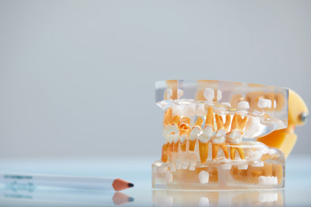 Dental teeth 3d transparent model of jawの写真素材
