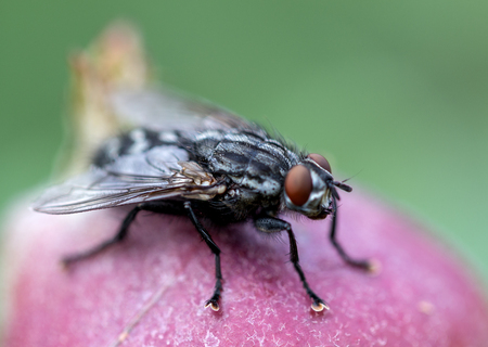 Close up of a flyの写真素材