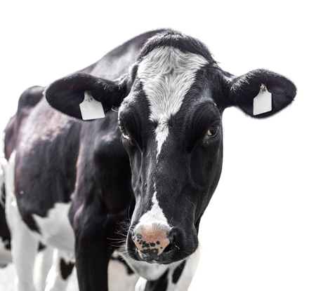 cow on a white backgroundの写真素材