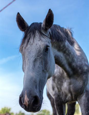 A portrait of a gray horseの写真素材