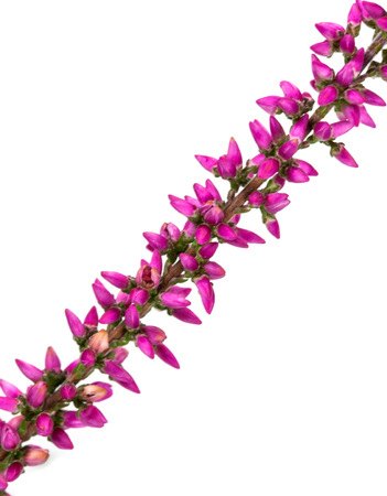 heather on white backgroundの写真素材