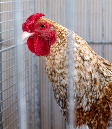rooster in a cage
