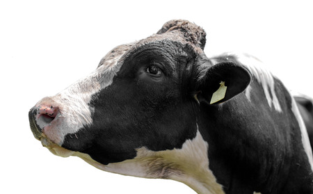 black and white bull on white backgroundの写真素材