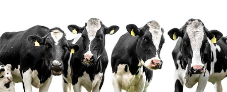 cows isolated on a white backgroundの写真素材