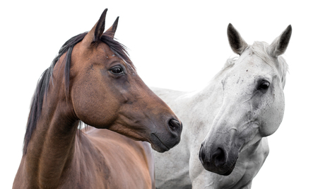  two horses on a white background