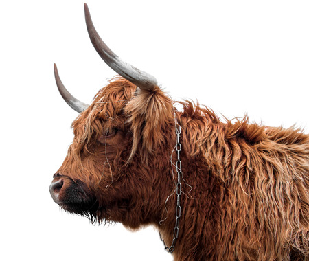 Scottish highland cattle on a white background isolatedの写真素材