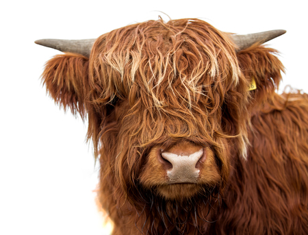 Scottish cow on white background isolated