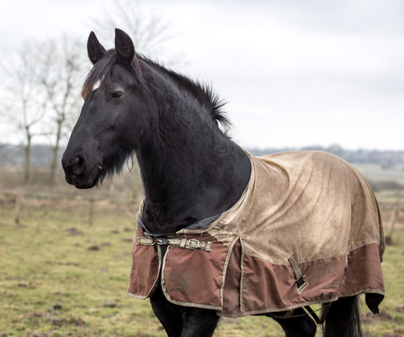 black horse on the pastureの写真素材