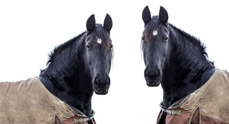  two horses on a white backgroundの写真素材