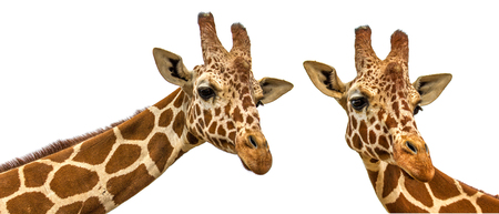  two giraffes on a white backgroundの写真素材