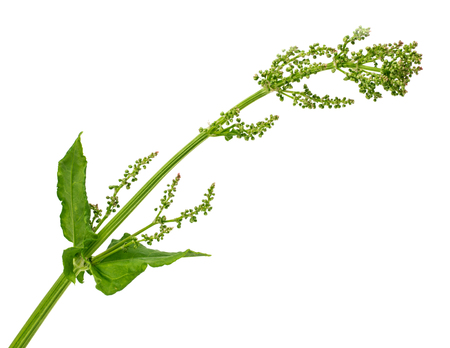 Sorrel leaves on a white background