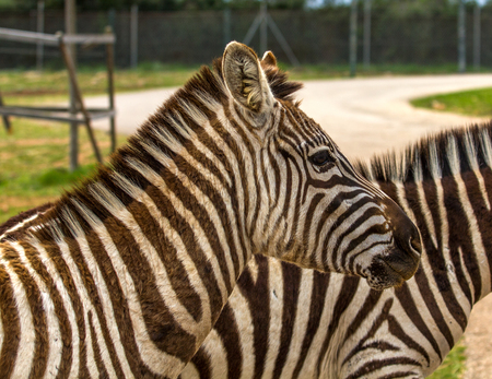 Zebra on grassland in Africaの写真素材