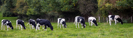 black and white cows in a meadowの写真素材