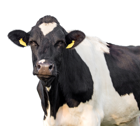 Funny cute cow isolated on whiteの写真素材