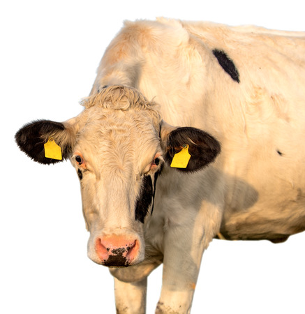 cow on a white background isolatedの写真素材