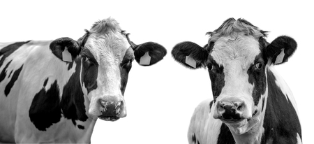 Two cows on a white background isolatedの写真素材